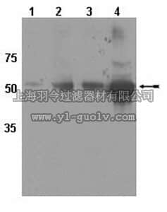 merck millipore,默克密理博,AB10324,Anti-CYP450 Pan 2C Antibody