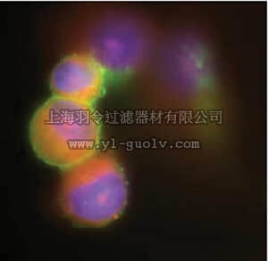 merck millipore,默克密理博,AB1128,Anti-Respiratory Syncytial Virus Antibody