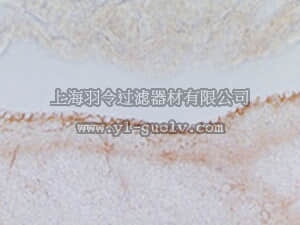 merck millipore,默克密理博,AB1287,Anti-Monocarboxylate Transporter 2 Antibody