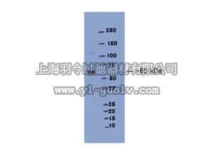 merck millipore,默克密理博,AB15012,Anti-Glycine Receptor α1 Antibody