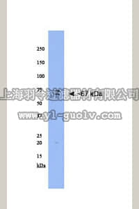 merck millipore,默克密理博,AB15056,Anti-Cryptochrome 2 Antibody