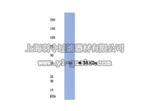 merck millipore,默克密理博,AB15075,Anti-Ephrin B1 Antibody