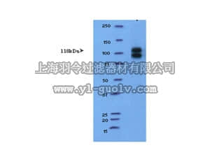 merck millipore,默克密理博,AB15076,Anti-Ephrin Receptor B2 Antibody