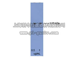 merck millipore,默克密理博,AB15085,Anti-Huntingtin associated protein 1B Antibody