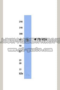 merck millipore,默克密理博,AB15115,Anti-NARC-1 Antibody
