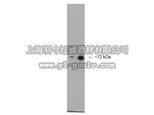 merck millipore,默克密理博,AB15145,Anti-NUMBL Antibody