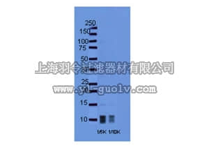 merck millipore,默克密理博,AB15157,Anti-Ghrelin Antibody, active & proform