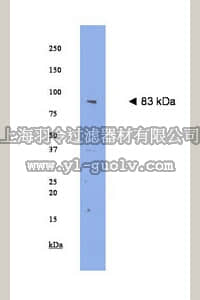merck millipore,默克密理博,AB15169,Anti-Plasticity related gene 1 (PRG-1) Antibody