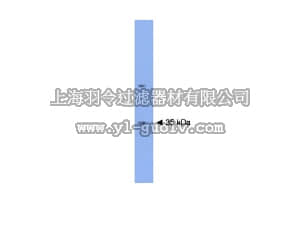 merck millipore,默克密理博,AB15171,Anti-Plasticity Related Gene 3 Antibody