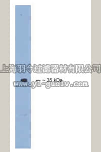 merck millipore,默克密理博,AB15184P,Anti-Fbx2 Antibody