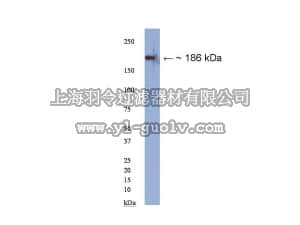 merck millipore,默克密理博,AB15188,Anti-Neurofascin Antibody, common epitope