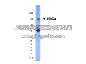 merck millipore,默克密理博,AB15189,Anti-Neurofascin 155 Antibody