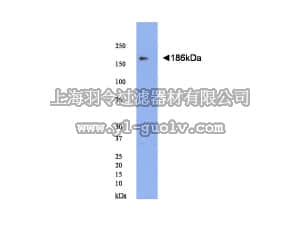 merck millipore,默克密理博,AB15190,Anti-Neurofascin 186 Antibody