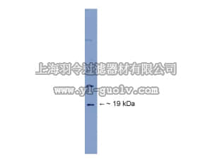 merck millipore,默克密理博,AB15191,Anti-Olfactory Marker Protein Antibody