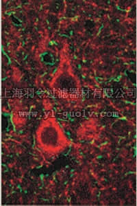 merck millipore,默克密理博,AB1520,Anti-Glutamate Transporter Antibody, neuronal