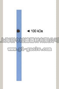 merck millipore,默克密理博,AB15224,Anti-SV2A Antibody