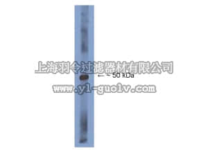 merck millipore,默克密理博,AB15260,Anti-Sp8 Antibody