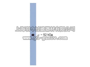 merck millipore,默克密理博,AB15273,Anti-TPO1 Antibody