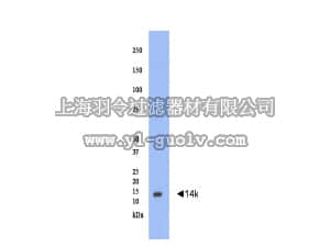 merck millipore,默克密理博,AB15278,Anti-Pan-GABARAP Antibody