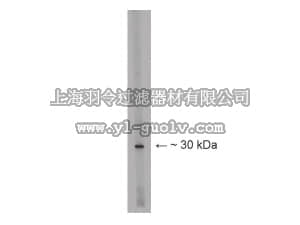merck millipore,默克密理博,AB15292,Anti-Lbx1 Antibody