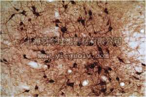merck millipore,默克密理博,AB1529,Anti-Nitric Oxide Synthase I Antibody