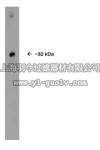 merck millipore,默克密理博,AB15328,Anti-Olig2 Antibody