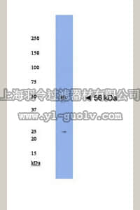 merck millipore,默克密理博,AB15332,Anti-Nicotinic Acetylcholine Receptor α7 Antibody