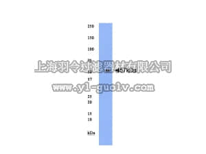 merck millipore,默克密理博,AB15334,Anti-Nab2 Antibody