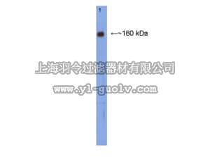 merck millipore,默克密理博,AB15362,Anti-NMDAR2B Antibody