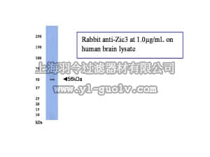 merck millipore,默克密理博,AB15466,Anti-Zic3 Antibody