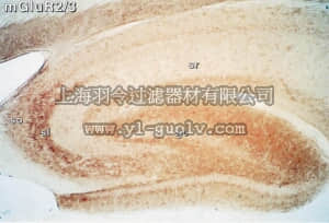 merck millipore,默克密理博,AB1553,Anti-Metabotropic Glutamate Receptor 2/3 Antibody