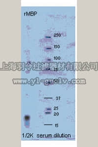 merck millipore,默克密理博,AB15542,Anti-Myelin Basic protein Antibody