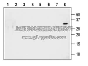 merck millipore,默克密理博,AB15564-200UL,Anti-proNT-3 Antibody