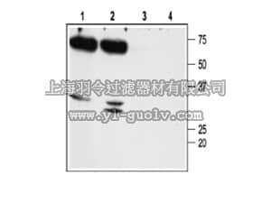 merck millipore,默克密理博,AB15568-50UL,Anti-Aquaporin 7 Antibody