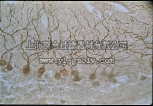 merck millipore,默克密理博,AB1557P,Anti-NMDAR2B Antibody