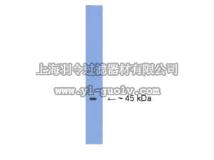 merck millipore,默克密理博,AB15580,Anti-NeuroD 1 Antibody