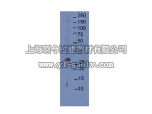 merck millipore,默克密理博,AB15582,Anti-ASH1 Antibody