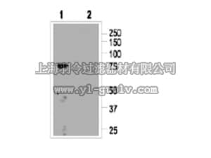 merck millipore,默克密理博,AB15614-200UL,Anti-CNGA3 Antibody