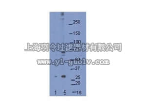 merck millipore,默克密理博,AB15616,Anti-Neurogenin-1 Antibody