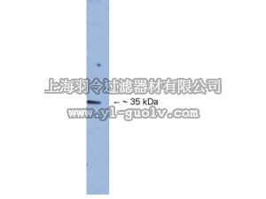 merck millipore,默克密理博,AB15634,Anti-Dlx5 Antibody