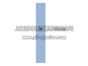 merck millipore,默克密理博,AB15708,Anti-β III tubulin Antibody