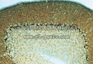 merck millipore,默克密理博,AB1570,Anti-GABA Transporter-1 Antibody, CT (a.a. 588-599)