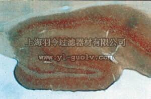 merck millipore,默克密理博,AB1574,Anti-GABA Transporter-3 Antibody, CT