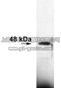 merck millipore,默克密理博,AB1575,Anti-Presenilin-1 Antibody, a.a. 14-33, NT