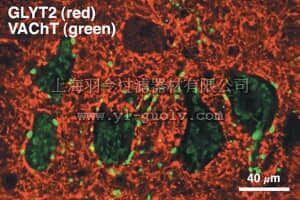 merck millipore,默克密理博,AB1773,Anti-Glycine Transporter 2 Antibody, neuronal