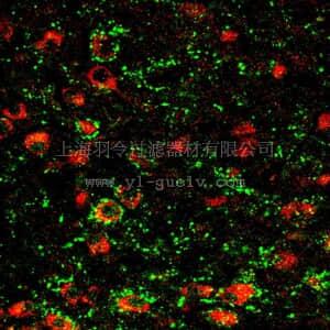 merck millipore,默克密理博,AB5590,Anti-Nicotinic Acetylcholine Receptor α4 Antibody