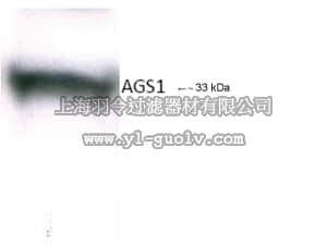 merck millipore,默克密理博,AB15794,Anti-Dexras1 Antibody