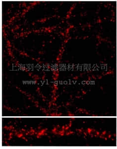 merck millipore,默克密理博,AB1592P,Anti-NMDAR2C Antibody, also recognizes NMDAR2A and 2B