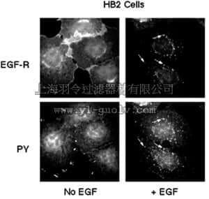 merck millipore,默克密理博,AB1599,Anti-Phosphotyrosine Antibody