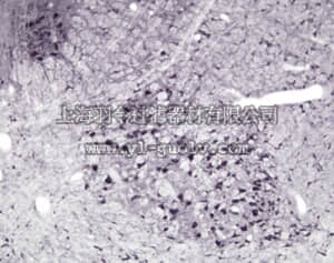 merck millipore,默克密理博,AB1632,Anti-Nitric Oxide Synthase I Antibody